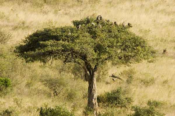 80 - Kenia - Buitres - reserva nacional de Masai Mara